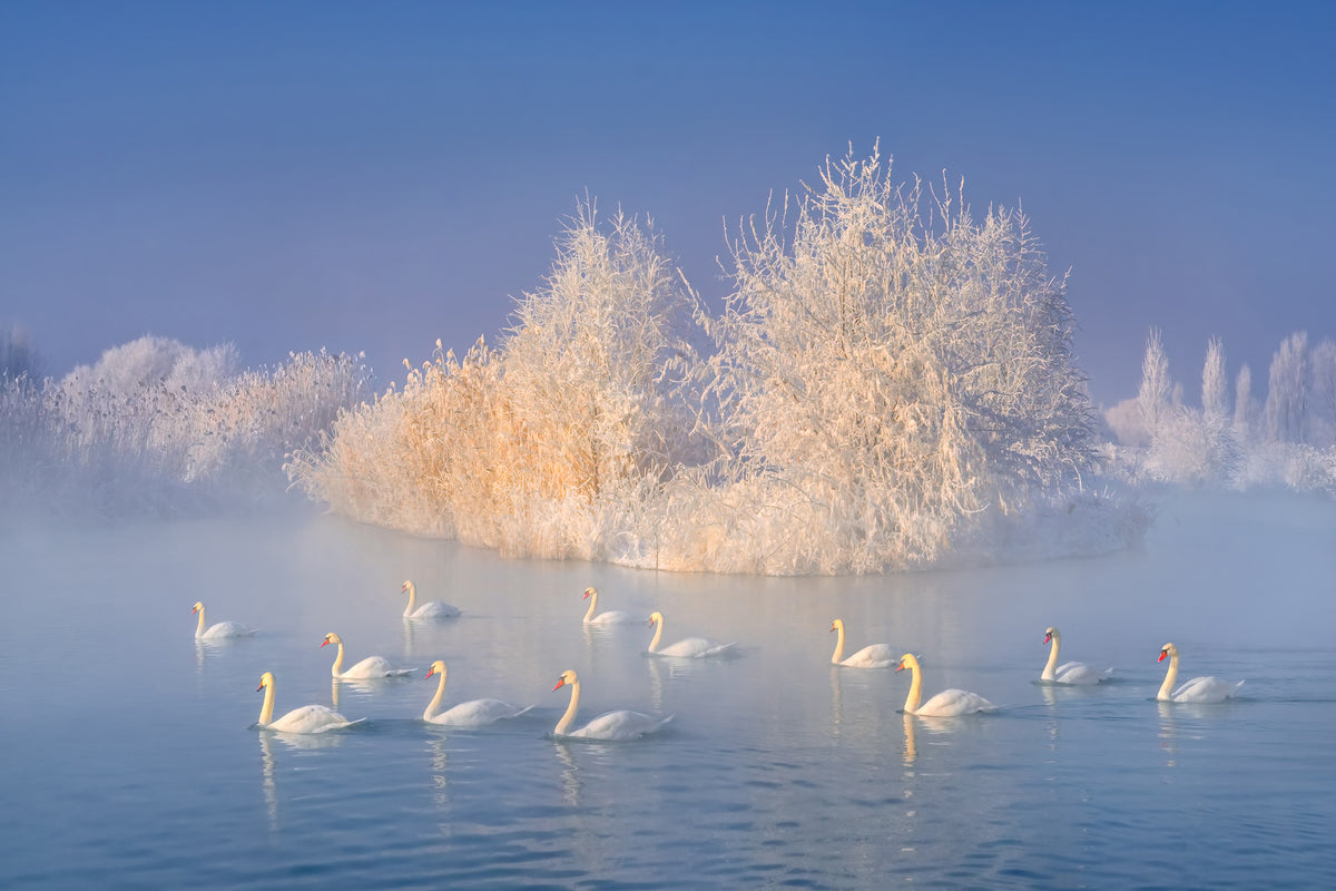 framedcanvas-print-swan-lake-xge