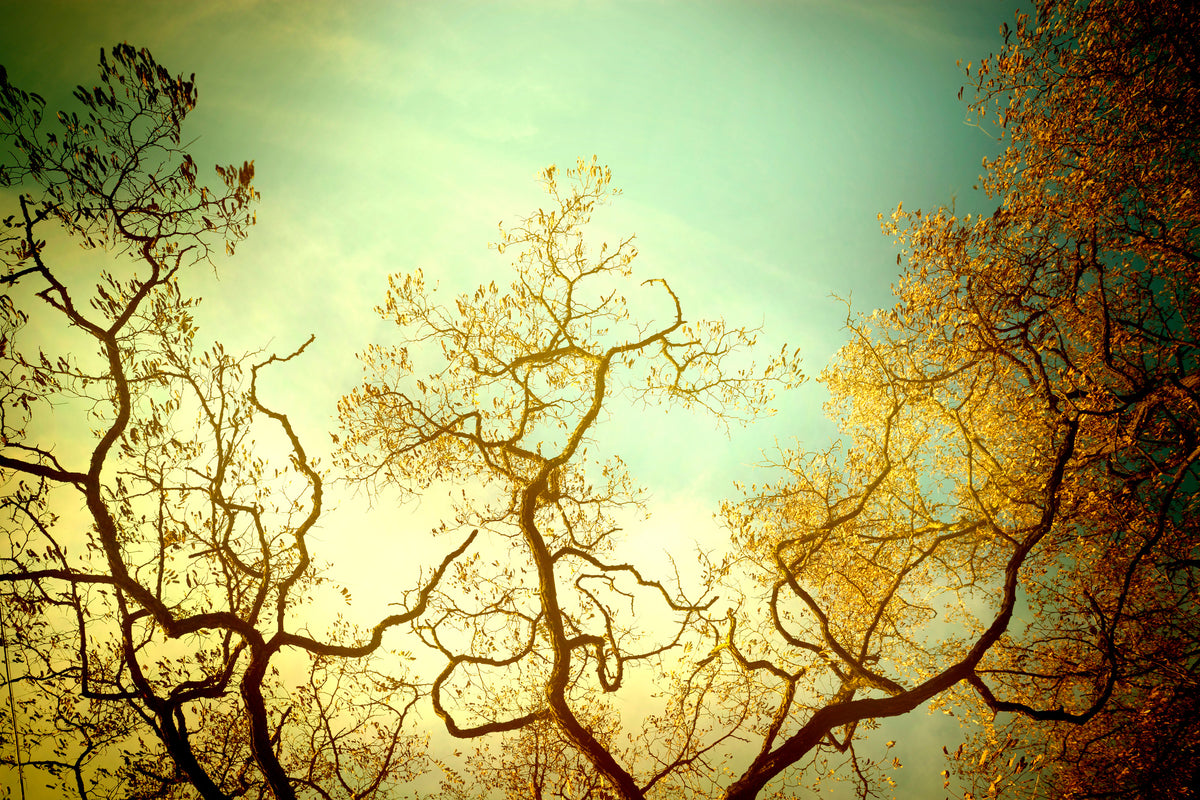 framedcanvas-print-autumn-trees-ii