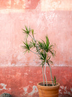 acrylic-print-botanical-oaxaca-mexico-travel-photography