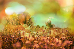 framedposter-print-flower-meadow-at-twilight