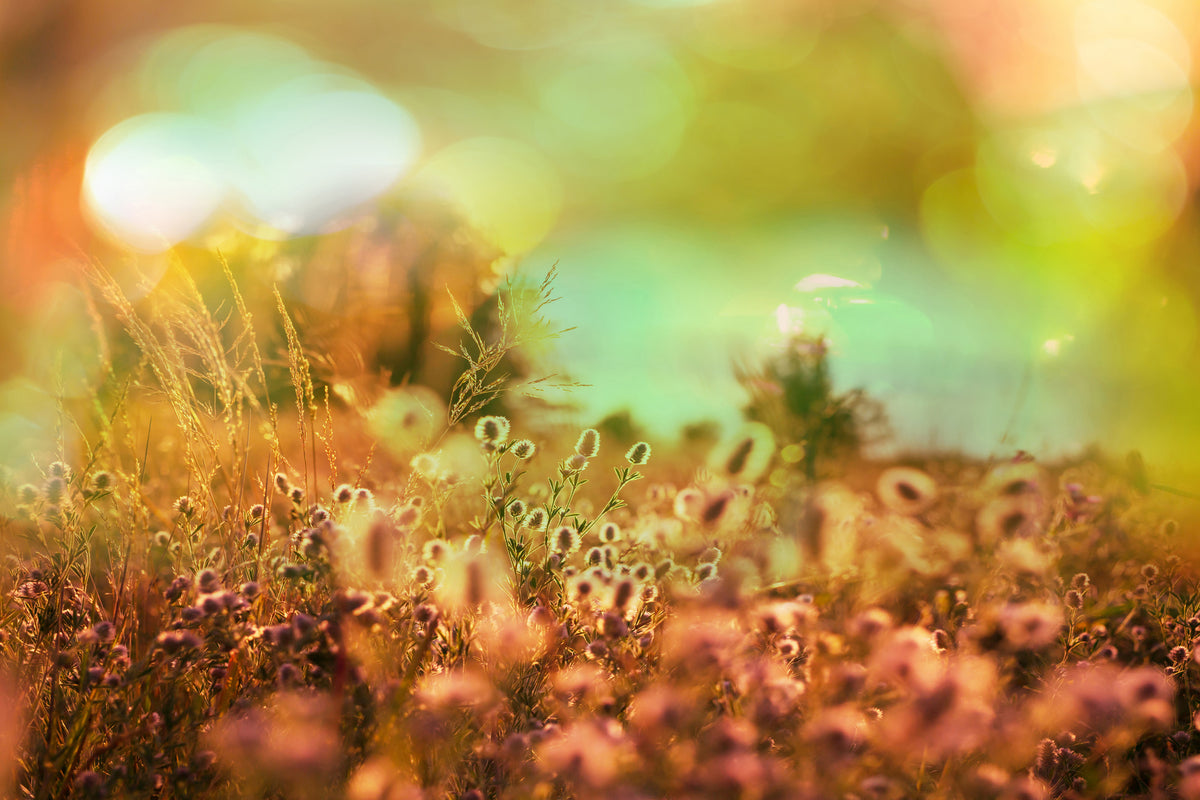 framedposter-print-flower-meadow-at-twilight