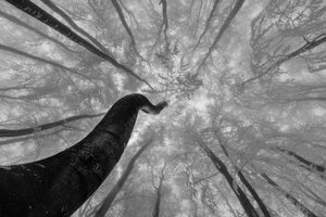 canvas-print-looking-up-3