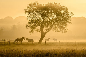 framedposter-print-golden-horses-x