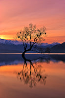 canvas-print-lone-tree-is-not-lonely