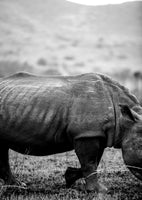canvas-print-gentle-giant-stroll