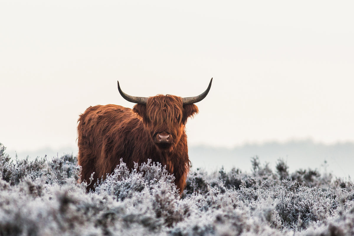 framedcanvas-print-highlander-x