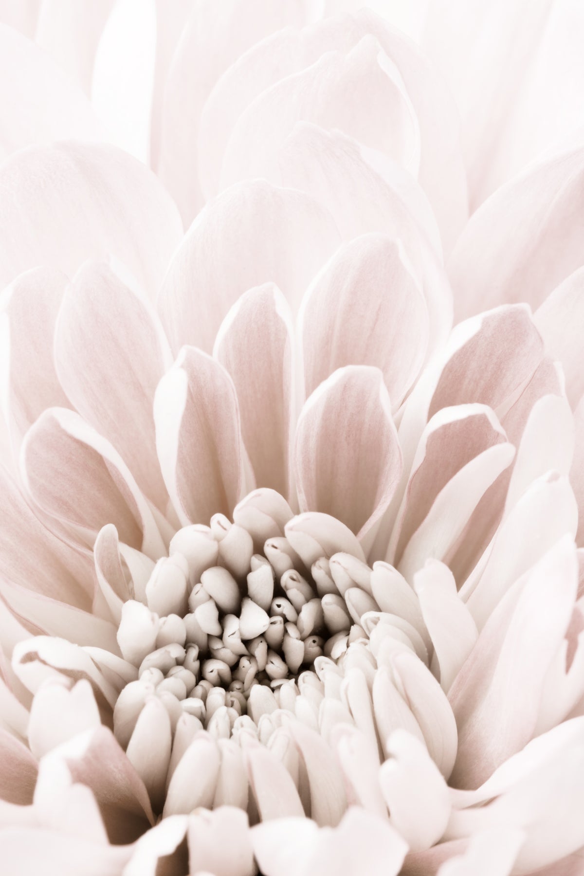 acrylic-print-chrysanthemum-no-06