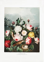 framedcanvas-print-roses-from-the-temple-of-flora-1807