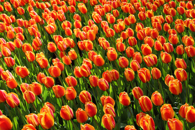 poster-print-tulip-field-in-orange