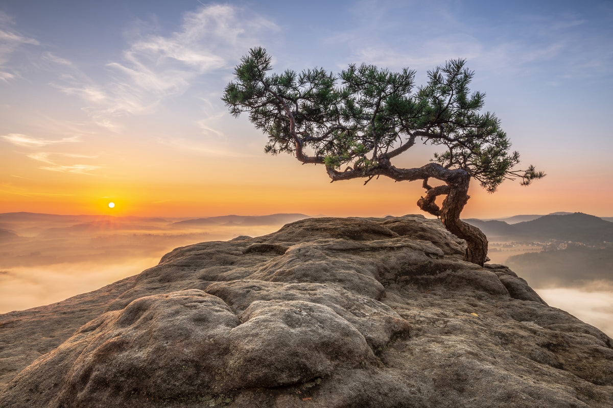 acrylic-print-old-pine-xqy