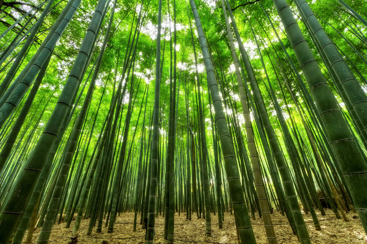 canvas-print-the-bamboo-forest