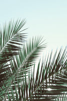 acrylic-print-palm-leaves-sky-1