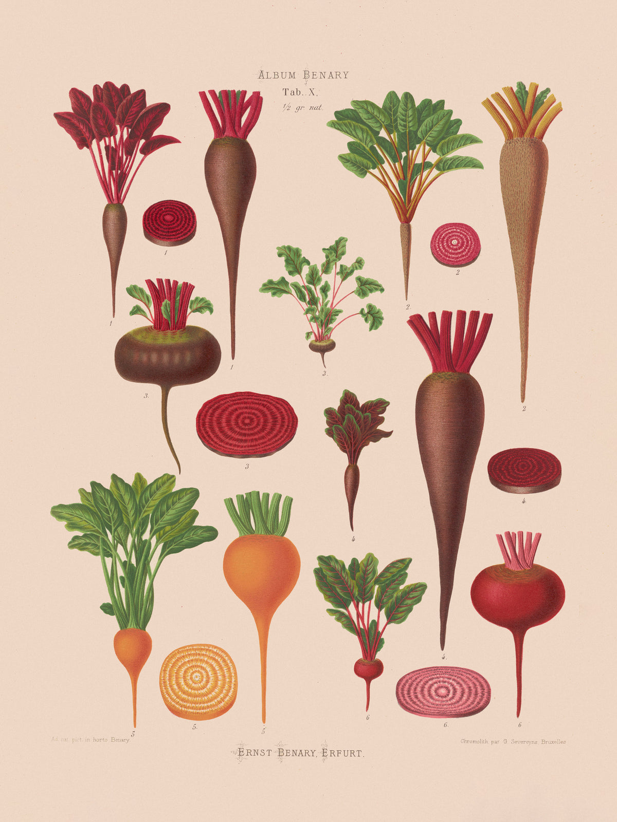 aluminium-print-beets-from-album-benary-1876-1886-by-ernst-benary