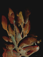 framedcanvas-print-night-plant