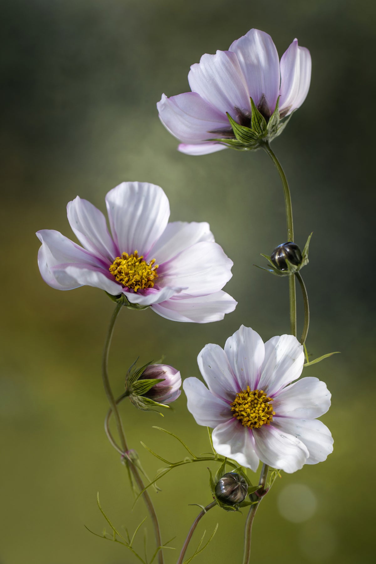 framedposter-print-cosmos-ii