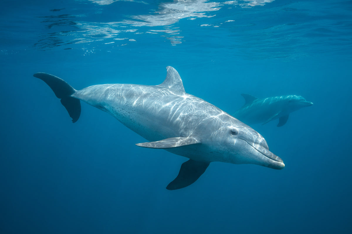 3-piece-acrylic-print-curious-dolphin