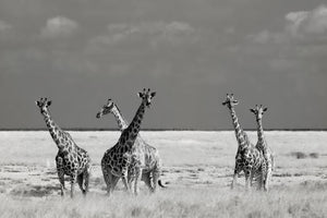 aluminium-print-look-girl-strange-animals