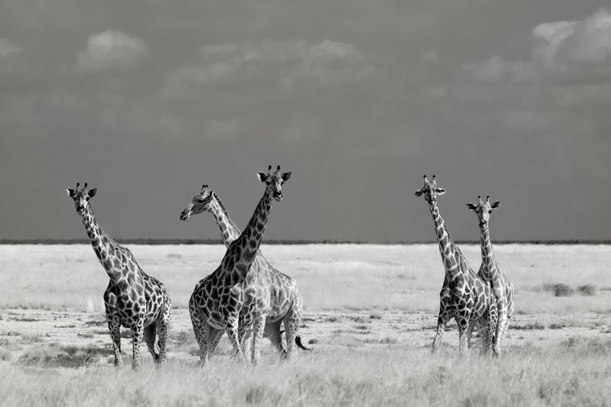 aluminium-print-look-girl-strange-animals