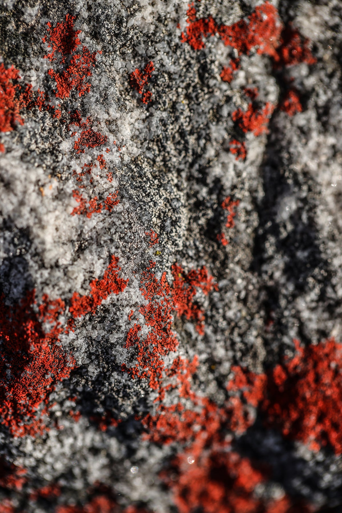aluminium-print-natures-patina
