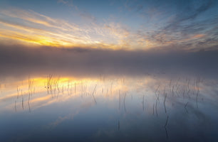 3-piece-aluminium-print-reeds