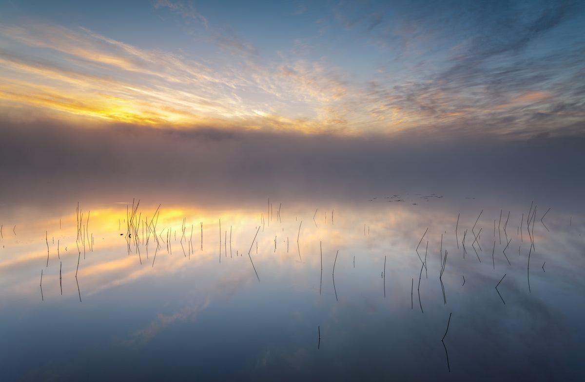 3-piece-aluminium-print-reeds