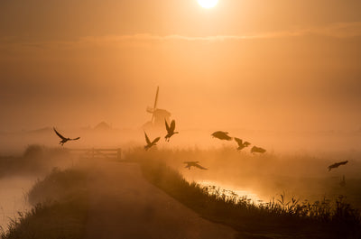 poster-print-sunrise-flight