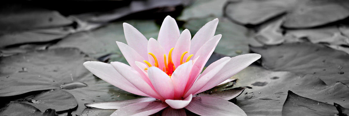 panoramic-canvas-print-the-art-of-water-lily-panorama