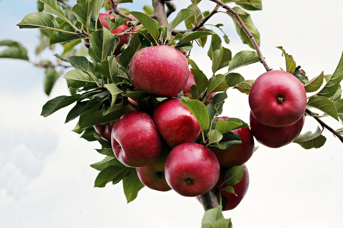 3-piece-canvas-print-close-up-apple-tree