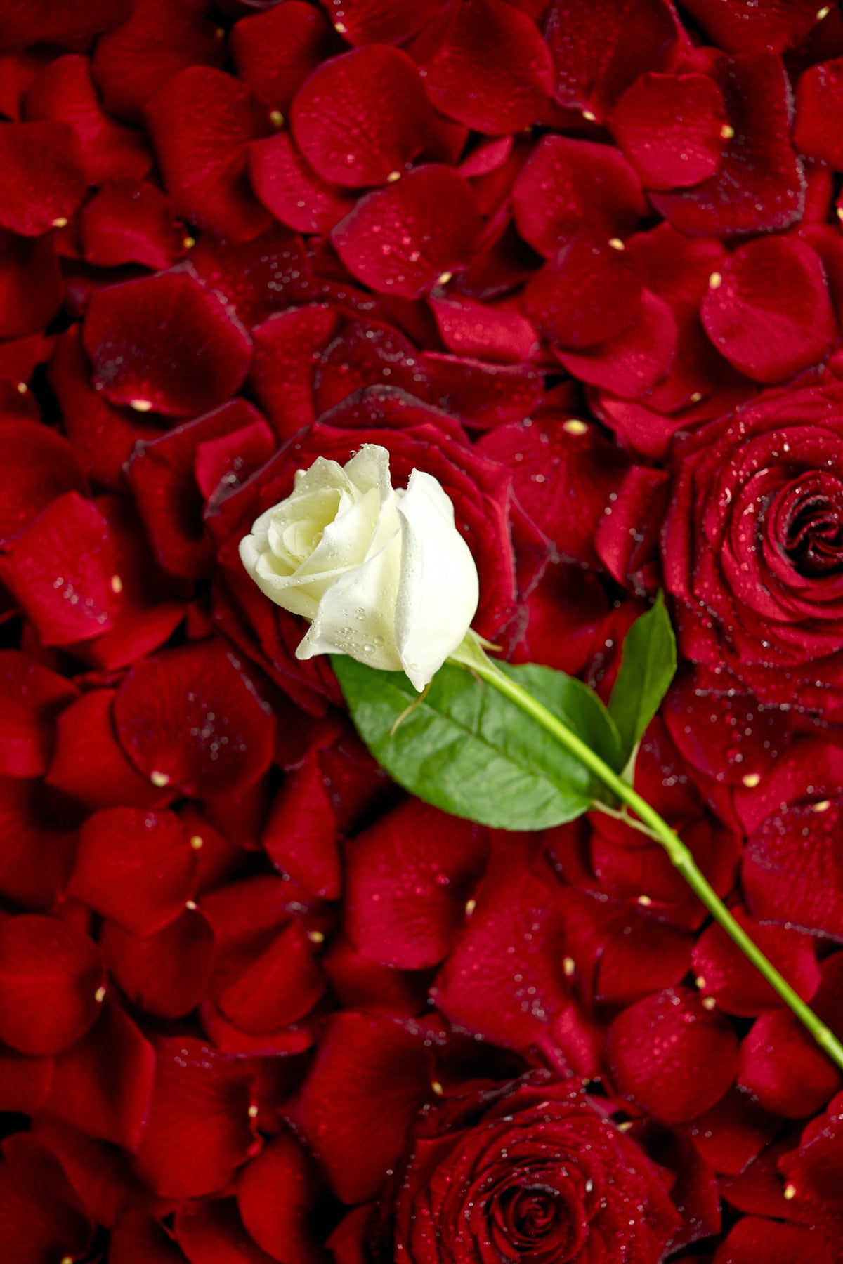 canvas-print-bed-of-roses