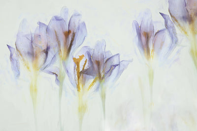 poster-print-spring-6