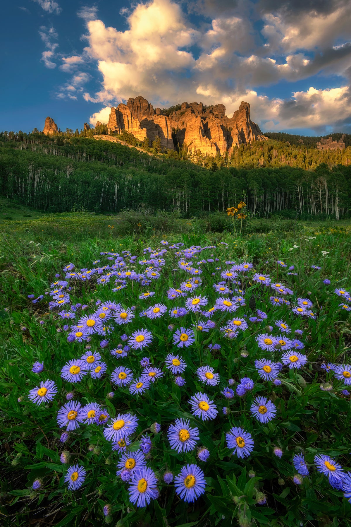 canvas-print-canyon-and-daisies