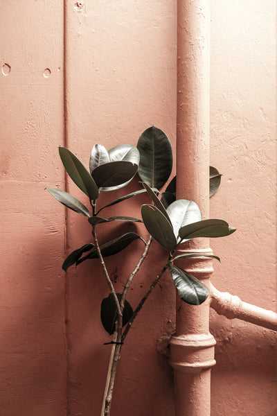 poster-print-botanical-blush