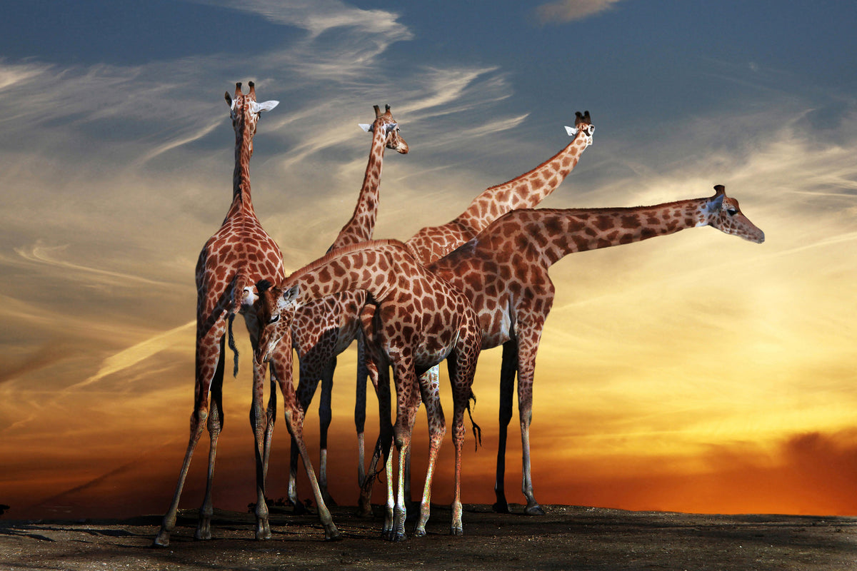 framedcanvas-print-girafe-at-sunset
