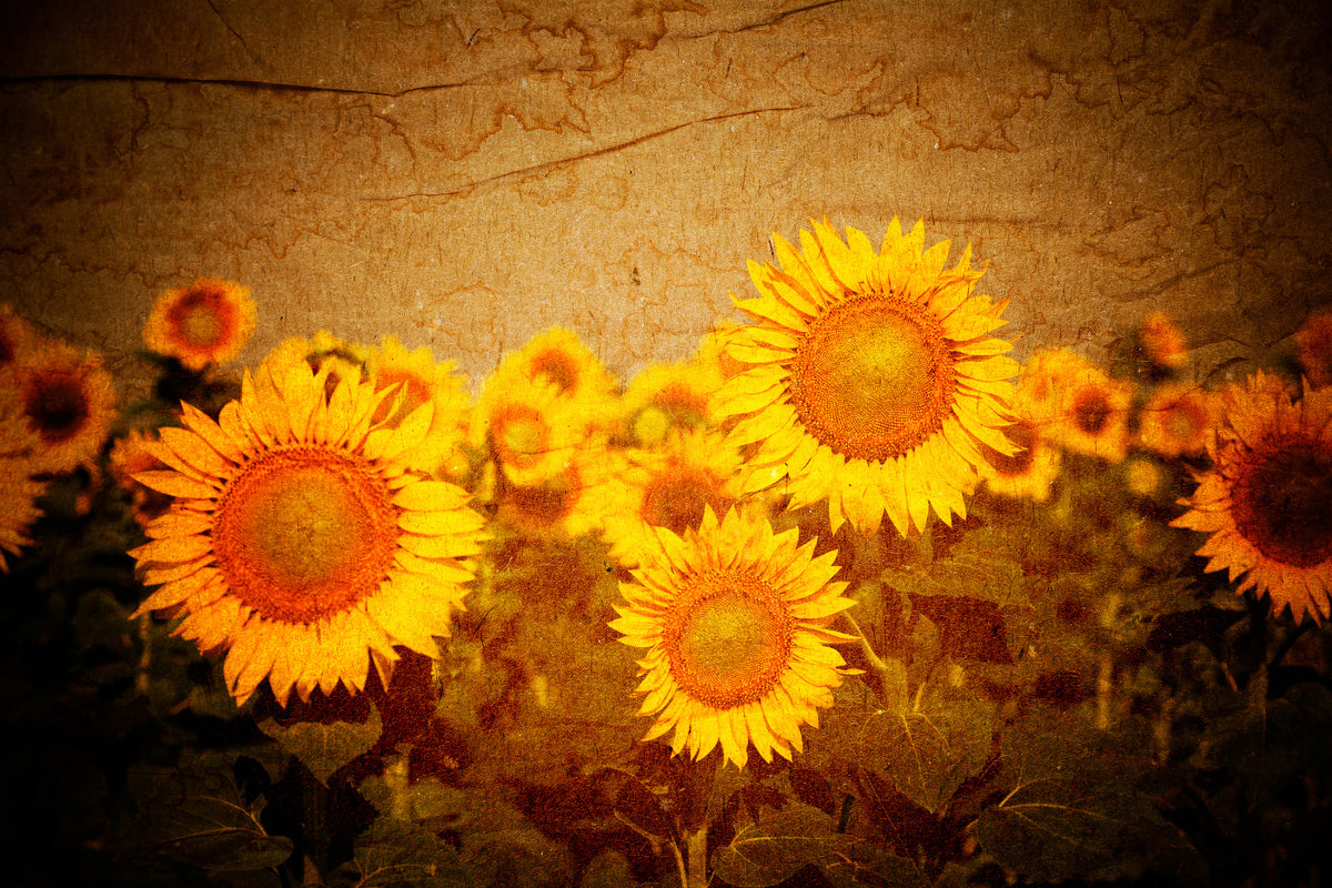 3-piece-canvas-print-retro-sunflower