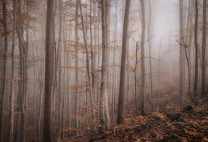 framedcanvas-print-fall-forest