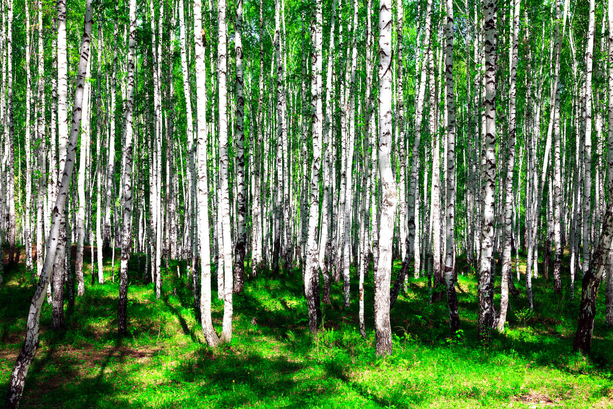 modern-3-piece-canvas-print-summerly-birch-forest