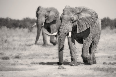 poster-print-twin-elephants-x