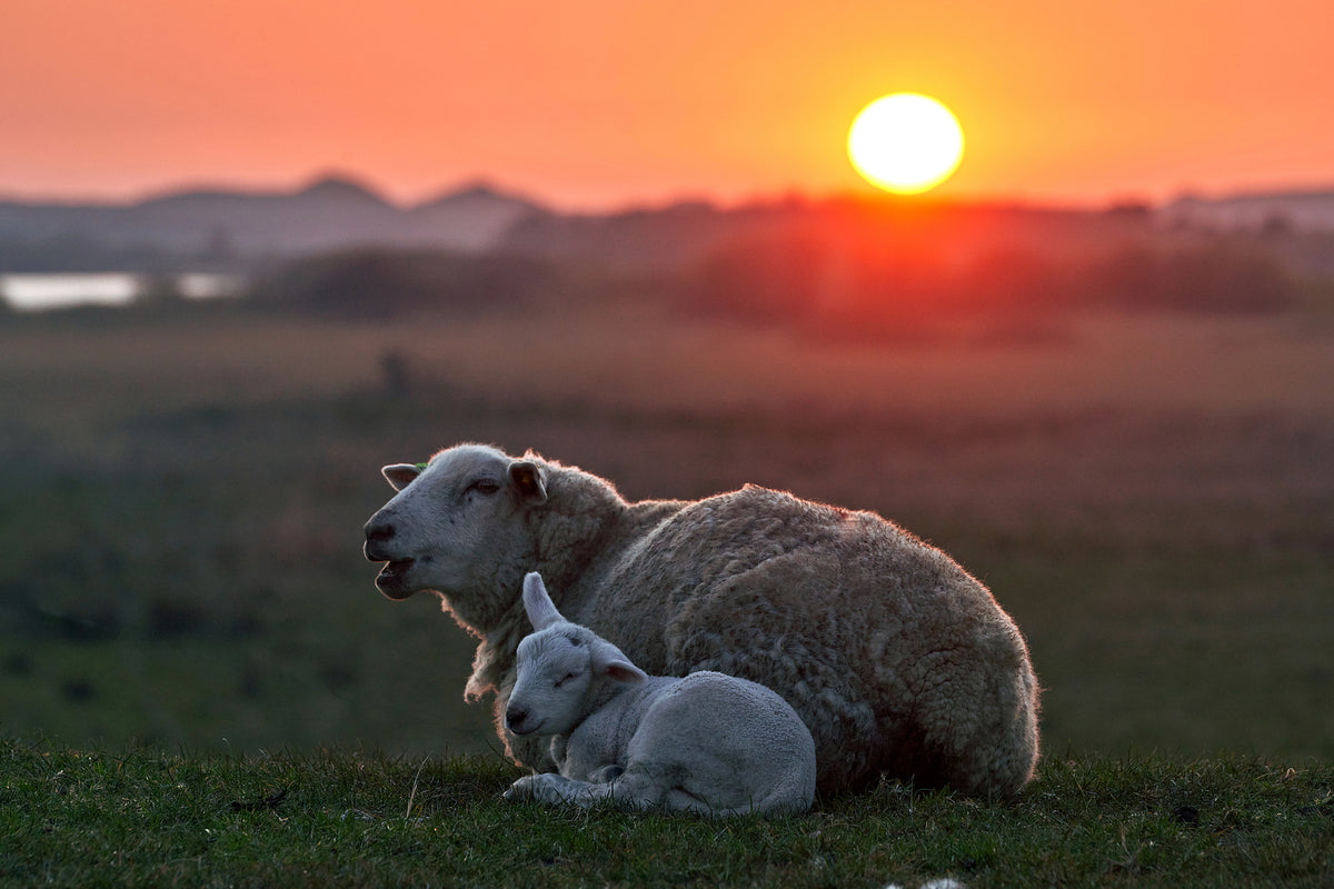 acrylic-print-sleep-well-sheep-x