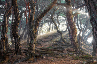 poster-print-sacred-pine-forest-x
