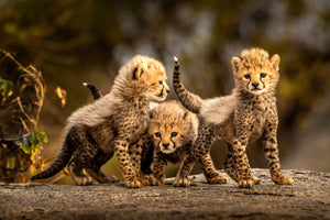 aluminium-print-three-little-cheetahs-x