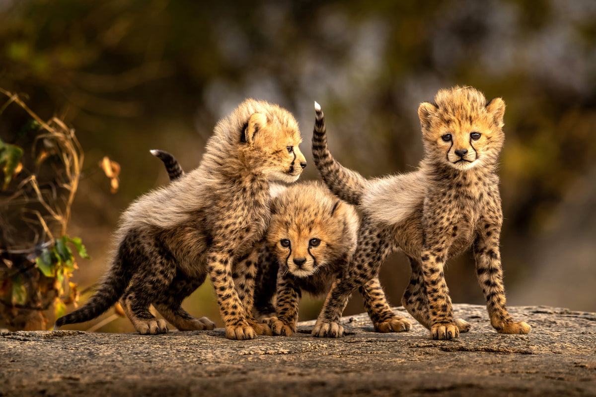 aluminium-print-three-little-cheetahs-x