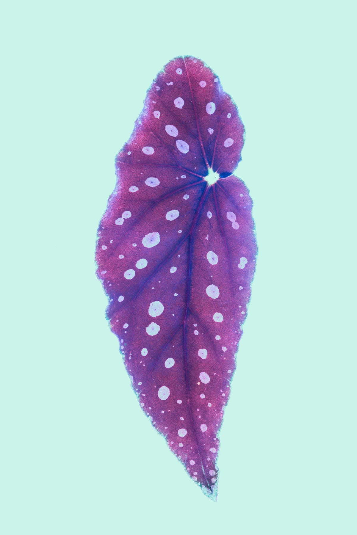 aluminium-print-vibrant-purple-leaf-with-polka-dots