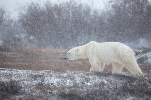 canvas-print-let-it-snow-a