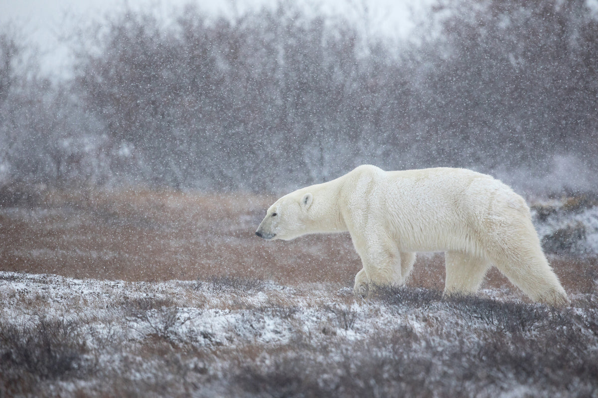 canvas-print-let-it-snow-a