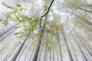 3-piece-acrylic-print-when-autumn-slows-time