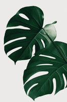 canvas-print-monstera-natural-32