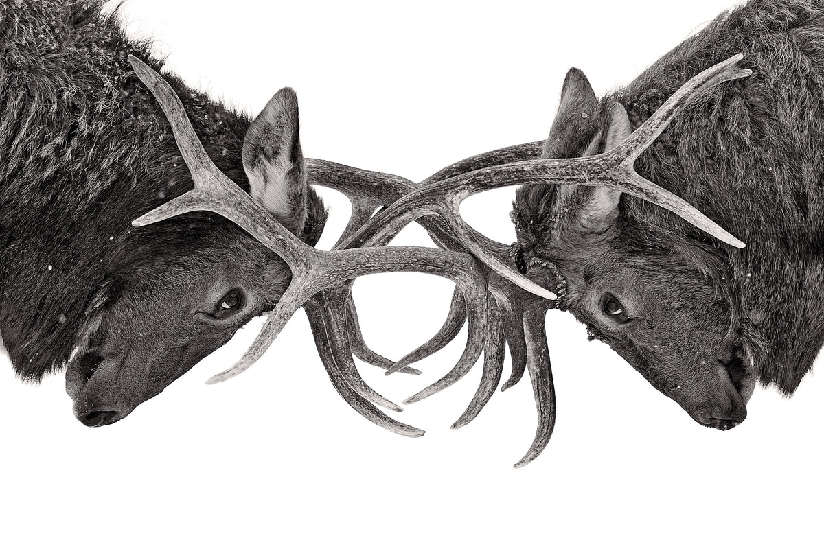 framedposter-print-eye-to-eye-elk-fight
