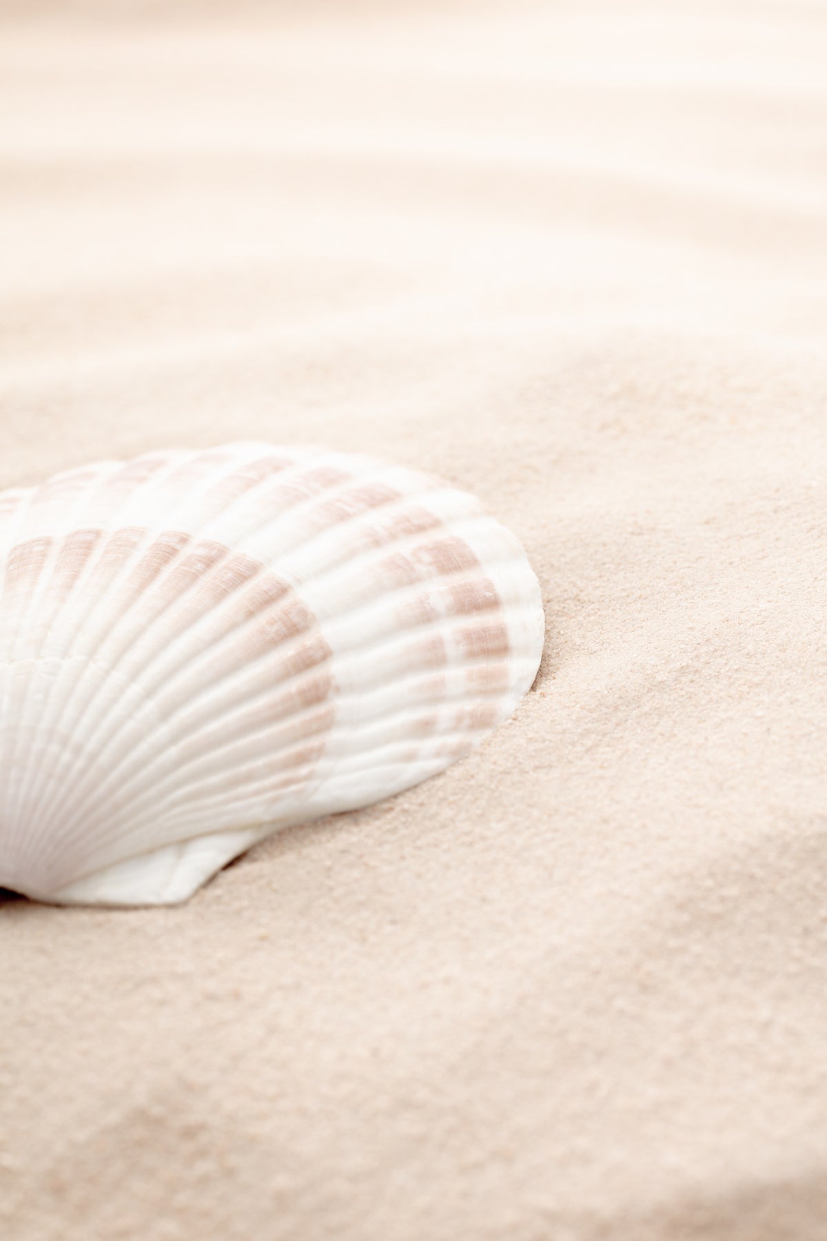 framedcanvas-print-shell-3
