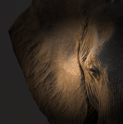 poster-print-gentle-giant