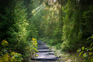 poster-print-a-path-between-firs